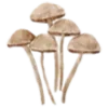 🍄