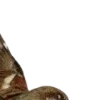🕊️