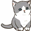 🐱