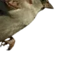 🕊️
