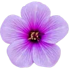 🌺