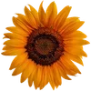 🌻