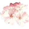 🌸