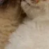 🐱