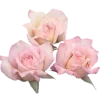 🌸