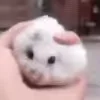 🐹