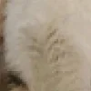 🐱
