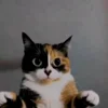 🤩