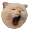 🐱