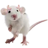 🐁