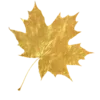 🍁