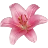 🌸