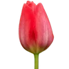 🌷