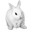 🐇