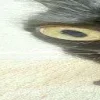 🐱