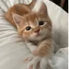 🧡