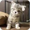 🐱
