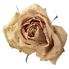 🌹