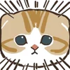 🐱