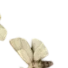 🦋