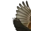 🕊️