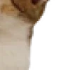 🐱