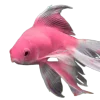 🩷