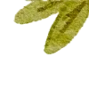 🍃