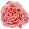 🌸