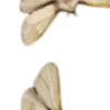 🦋
