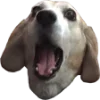 🐶