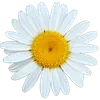 🌼