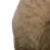 🐱