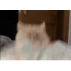 💃