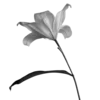 🌸