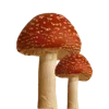 🍄