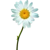 🌼