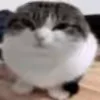 😺