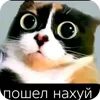 🐱