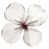 🌸