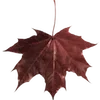 🍁