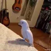🦜