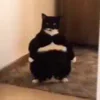 🐈‍⬛