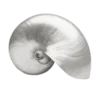 🐚