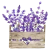 🪻