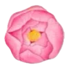 🌷