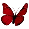 🦋