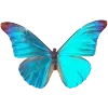 🦋