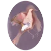 🕊️