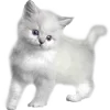 🐈